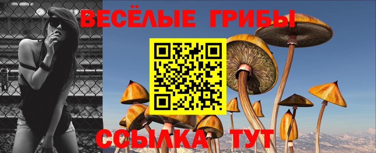 Псилоцибиновые грибы Psilocybe Ишим
